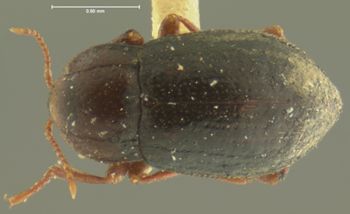 Media type: image;   Entomology 2282 Aspect: habitus dorsal view